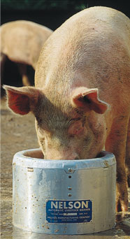 Edelstahl: Ideal geeignet für Schweine